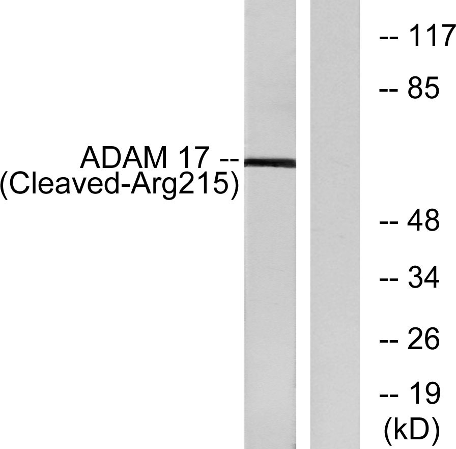 Cleaved Tace R Polyclonal Antibody Elisa