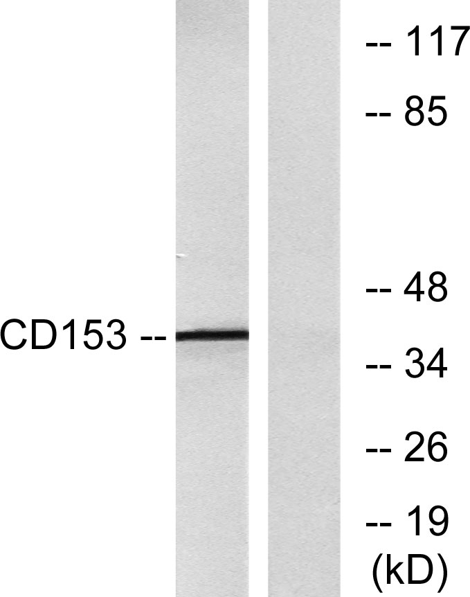 Cd L Monoclonal Antibody Elisa